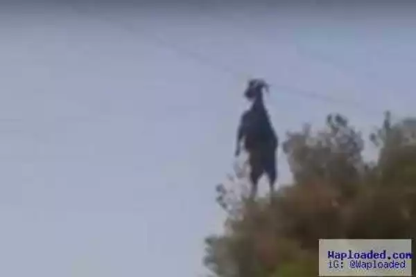 Unbelievable! Goat Seen Dangling in the Air After Mysteriously Getting Hooked to an Electricity Cable (Photo)
